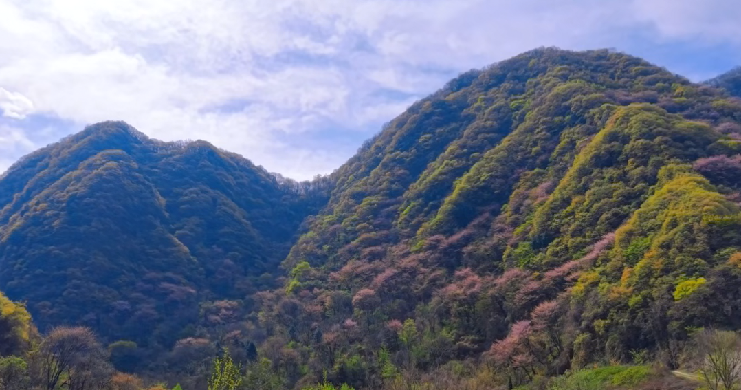 太白山紫荊含笑迎春到，賞花踏青健身心！太白山歡迎您